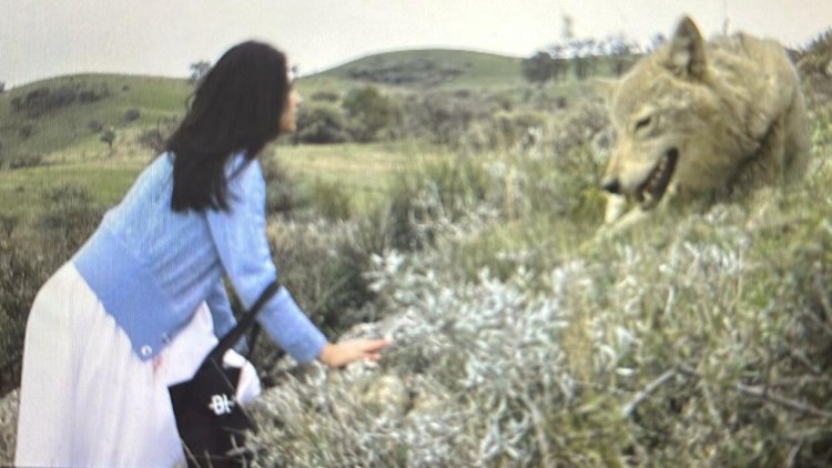    Azərbaycanda film çəkilişində QORXUNC HADİSƏ: Canavar aktrisaya hücum etdi   - Fotolar