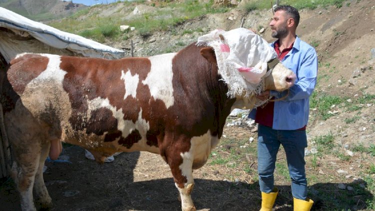    Rayonlarda ət ucuzlaşdı, bəs Bakıda? - “Yanvardan sonra...”    