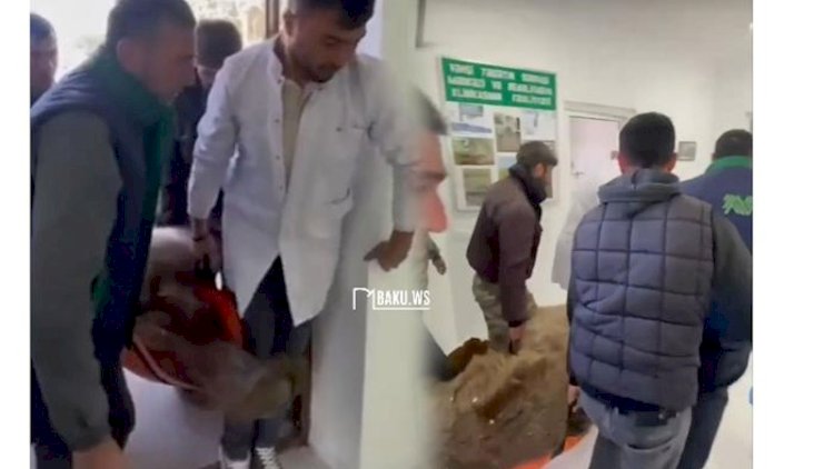    Azərbaycanda ayını xərəkdə həkimə çatdırdılar - VİDEO   