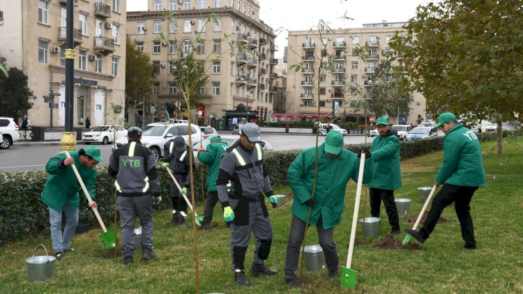    Paytaxtda yeni ağac və kolların əkilməsi davam edir    