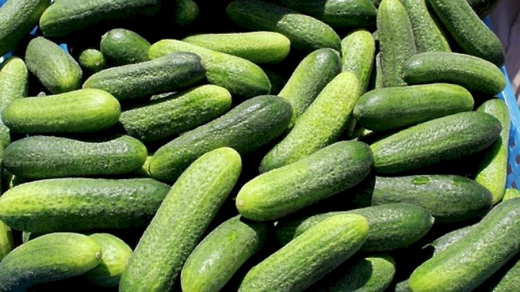    Azərbaycanda xiyarın qiyməti 4 manata qalxdı   