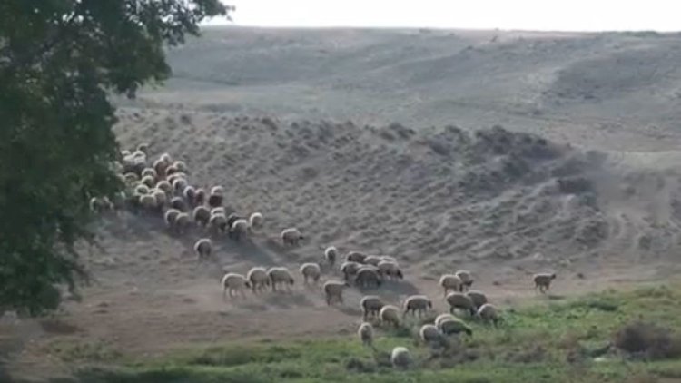    Cəlilabadda müəmma: Heyvanlar örüş sahələrindən yoxa çıxır - Video   