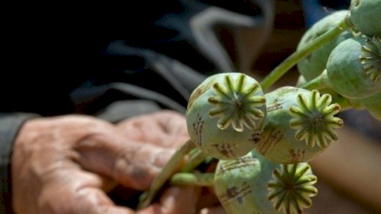    Myanma tiryək istehsalında birinci pilləyə çıxıb - Hesabat   