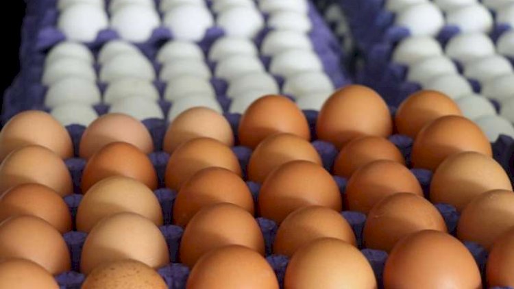    Rusiyaya ixrac Azərbaycanda yumurtanı bahalaşdıracaq? - AÇIQLAMA    