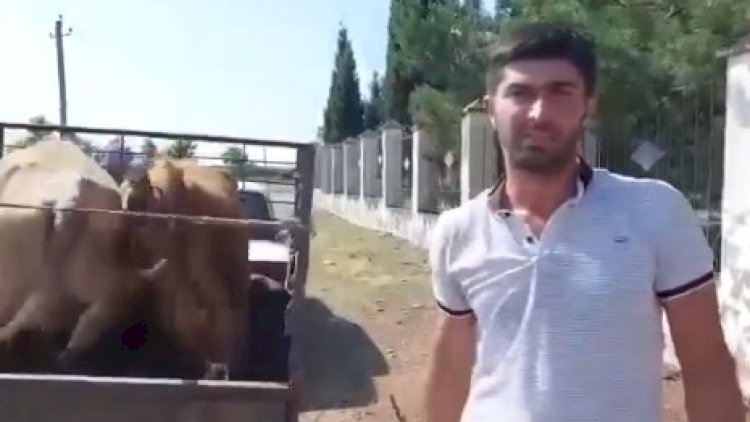    Agentlik gündəm olan inəklə bağlı araşdırmalara başladı   - VİDEO