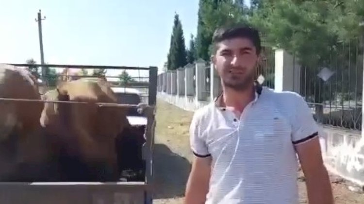    Agentlikdən gündəm olan inəklə bağlı açıqlama - Ölüb?   