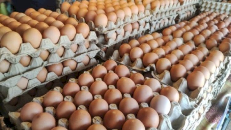    Azərbaycandan Rusiyaya 1 milyondan çox yumurta göndərilib - Statistika   