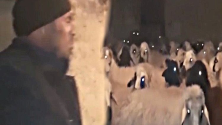   Naxçıvanda çoban qoyunların qarşısında çıxış etdi - Video   