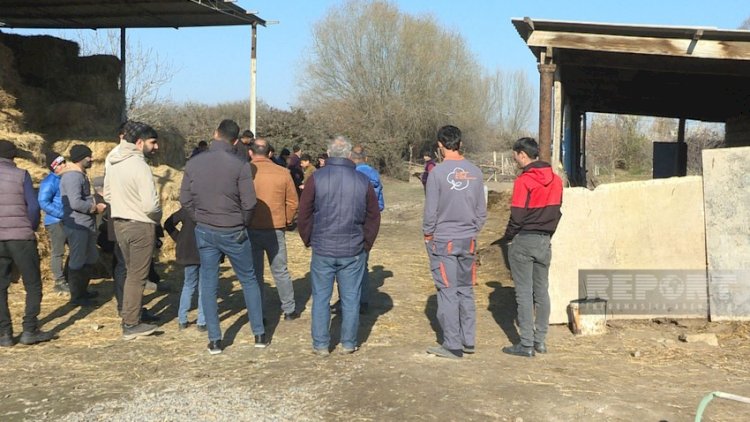    Saatlıda canavarlar kəndə hücum etdi - Foto   