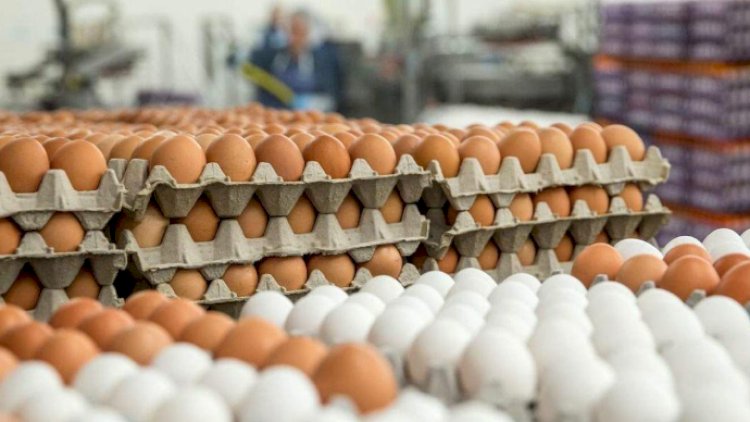    Azərbaycandan sonra Türkiyə də Rusiyaya yumurta ixracına başladı   