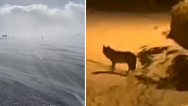    Dəhşətli görüntülər! Ac canavarlar kəndə hücum etdilər –   FOTOLAR 