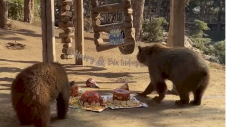    Bakı zooparkında maraqlı hadisə - VİDEO   