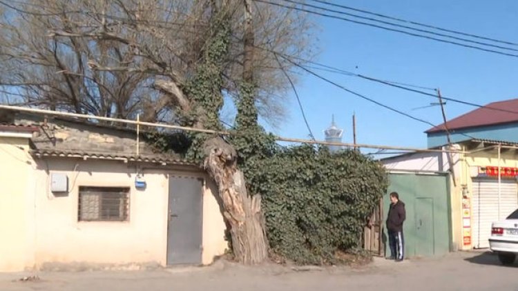    Bakıda quruyan söyüd ağacı sakinlər üçün təhlükə yaradır - Video   