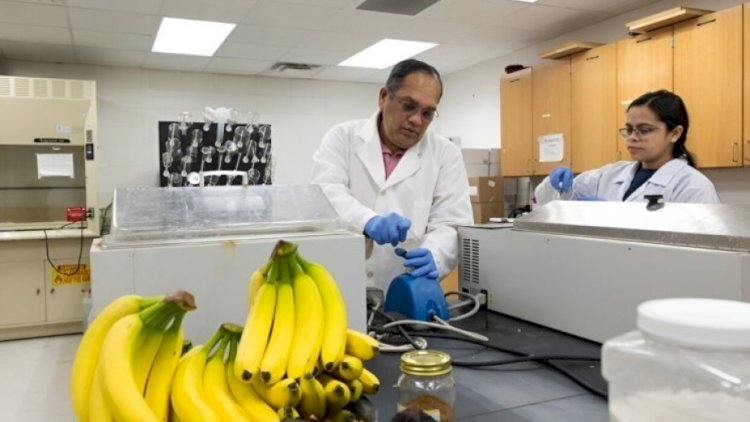    Alimlər plastiki əvəzləmək üçün banan qabığından istifadə ediblər   