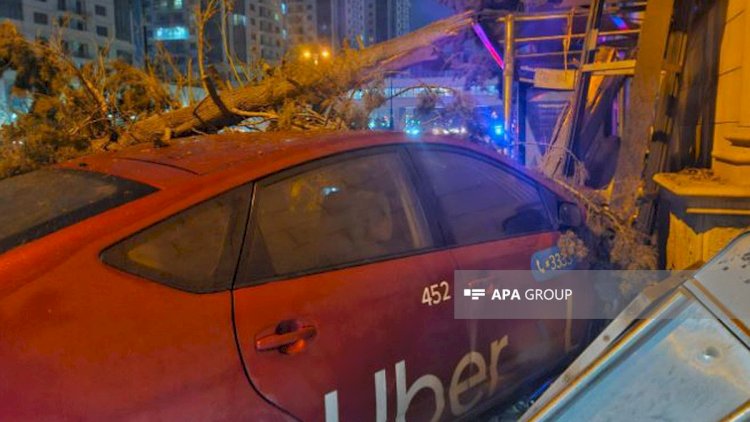    Bakıda “Prius” ağacı kökündən qopardı- FOTO    