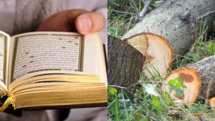    Bu ağacı kəsəndə Quran oxunmalıdır? – İlahiyyatçıdan cavab   