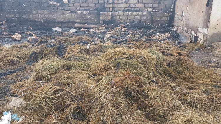    Goranboyda sifarişli yanğın: 230 baş heyvan tələf oldu   