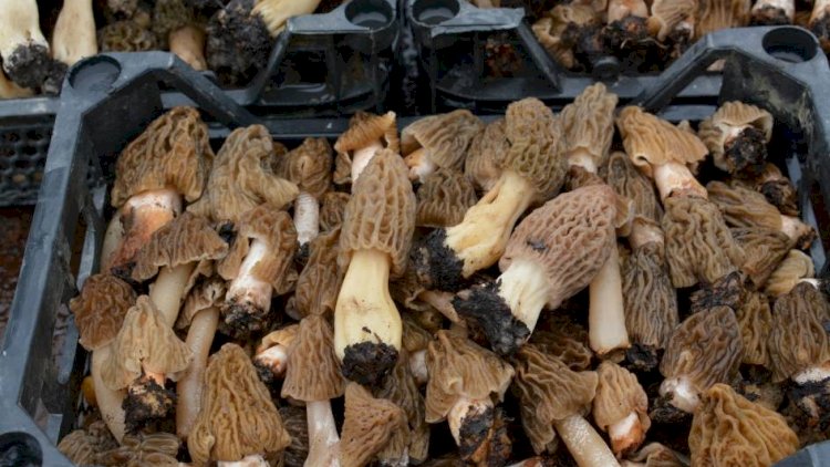    Azərbaycanda kiloqramı 40 manata satılan nadir göbələk   