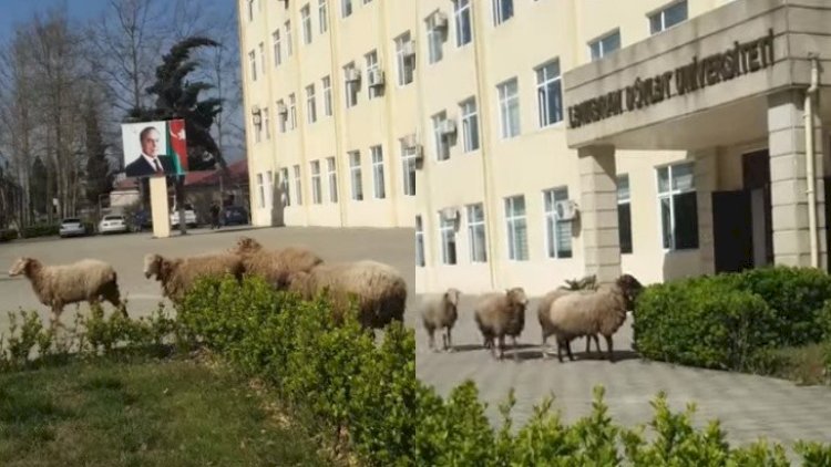    Azərbaycanda qoyunlar universitetdə - Maraqlı VİDEO   