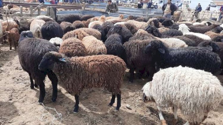    Bu qərar Azərbaycanda ətin qiymətini bahalaşdıracaq   