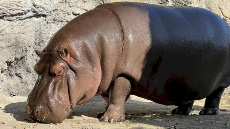    Zooparkdakı heyvanın cinsi 7 il sonra üzə çıxdı   