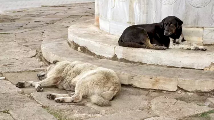    Küçə itlərinə dair qanunu eşidəndə dəli oldu! –  “Nəcisini belə sizə...”   