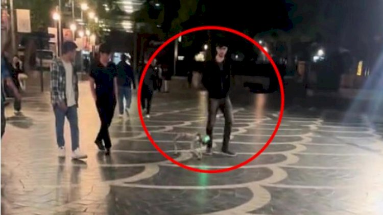    “Torqovı”da robot it - Video   
