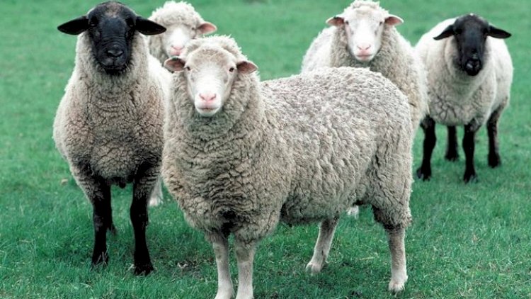    Qurban bayramı ərəfəsində Bakıda quzu ətinin qiyməti artdı - “25 manat olacaq“   