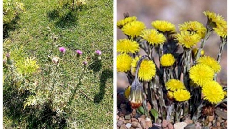    Vərəmin ayaq altına sərilmiş dərmanı   