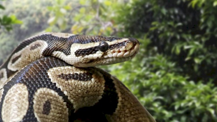    DƏHŞƏT! Piton 45 yaşlı Fəridəni uddu   
