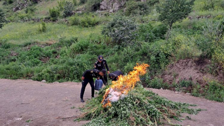    Laçında 1 tona yaxın çətənə bitkisi məhv edildi    