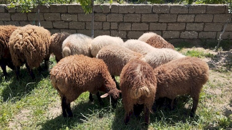    Qurban bayramı ərəfəsində quzu əti 22 manat oldu - VİDEO   