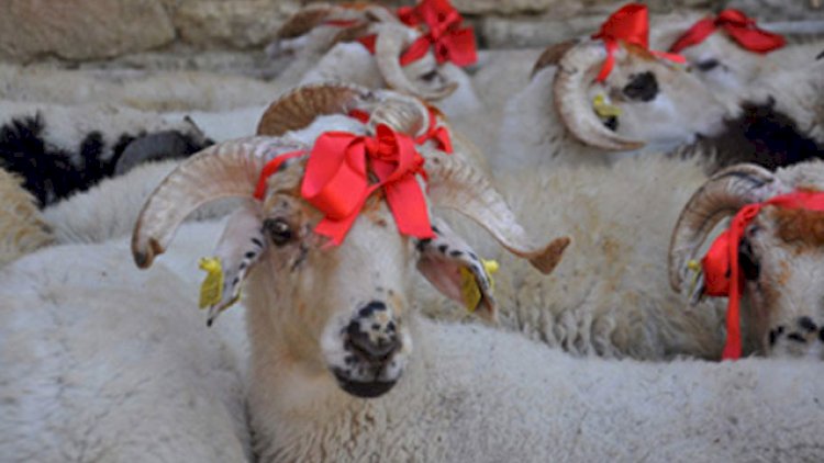    QMİ Qurban Bayramı ilə bağlı fətva verdi   