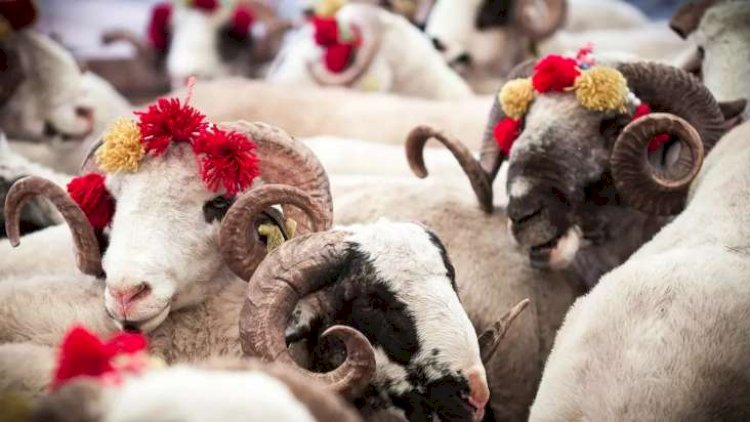    Qurbanlıq heyvan alarkən bunlara diqqət edin - VACİB TÖVSİYƏLƏR   