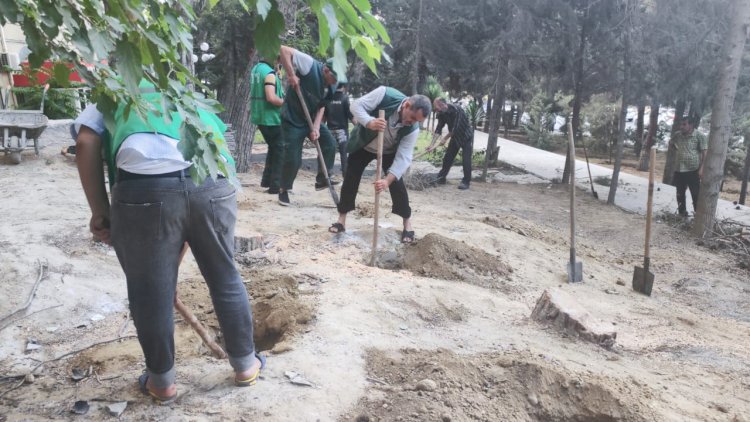    Bakıda ağacların kəsilməsi ilə bağlı mətbuatda yayılan məlumata REAKSİYA - FOTOLAR   