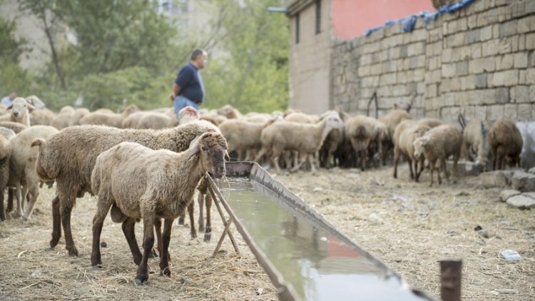    Qurban bayramı ilə əlaqədar vətəndaşlara MÜRACİƏT    