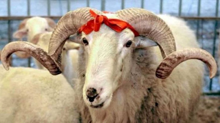    “Ətin kiloqramla qurbanlıq adı ilə satılması doğru deyil“ - VİDEO   