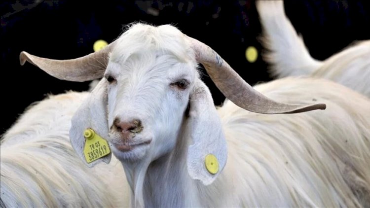    Azərbaycanda Qurban bayramı qeyd olunur   