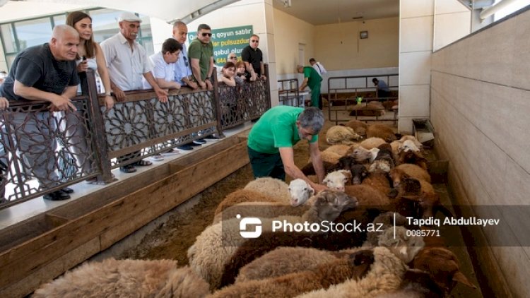    Bakıda Qurban bayramı coşqusu:   İnsanlar kəsim məntəqələrinə axışırlar