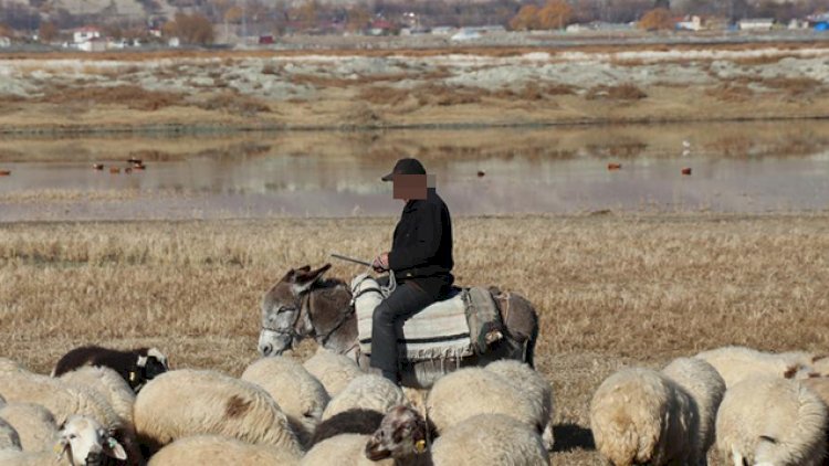    Zərdabda bədbəxt hadisə: Çoban öldü    