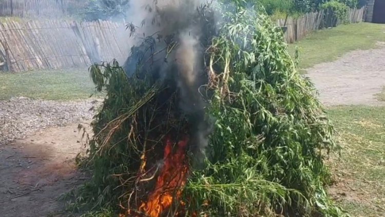    Füzulidə 3 ton çətənə məhv edildi   