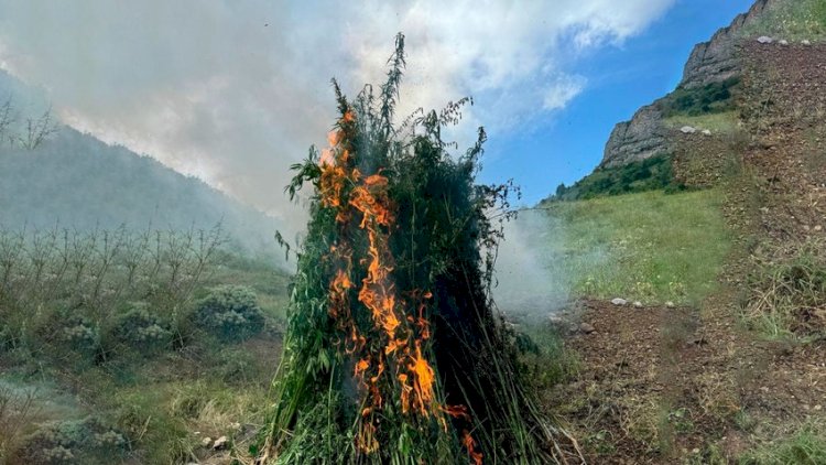    Daşaltıda bir tondan artıq çətənə bitkisi məhv edildi   