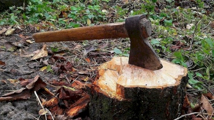    Yasamalda ağacların kəsilməsi faktı aşkarlandı, akt tərtib olundu   