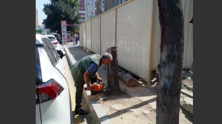    Bakıda qurumuş və qəzalı ağacların götürülməsi aparılır   