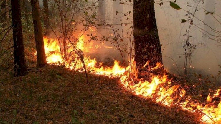    Hirkan Milli Parkında yanğın oldu   