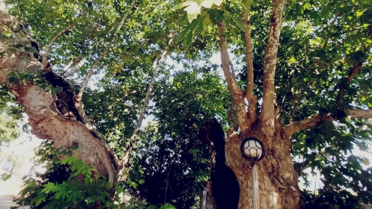    Meyvəsi yoxdur, amma yarpaqlarının faydaları eşidənləri təəccübləndirir   