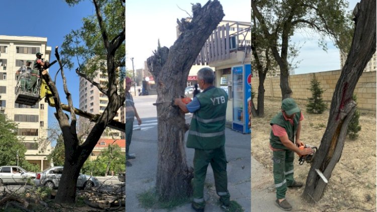    Bakıda bu ağaclar daha təhlükə törətməyəcək -   FOTOLAR