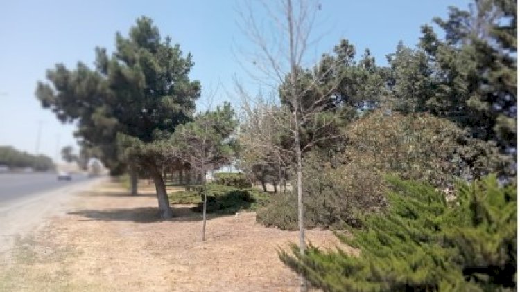   Abşeron rayonunda qurumuş ağaclar yol kənarlarından götürüləcək   