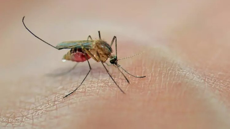    Ağcaqanadlardan ötürülən virus 6 nəfərin canına qıydı   