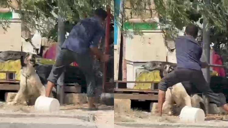    Küçədə itə balta ilə işgəncə verən şəxs həbs olundu - Video   